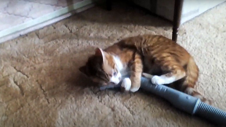 Γάτα εναντίον ηλεκτρικής σκούπας